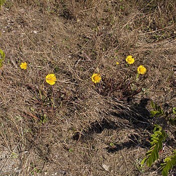 Helenium vernale unspecified picture