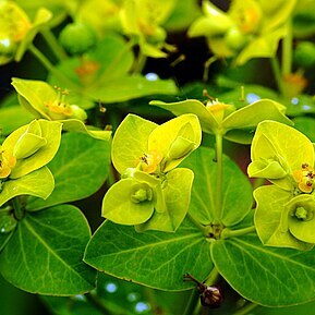 Euphorbia cornigera unspecified picture