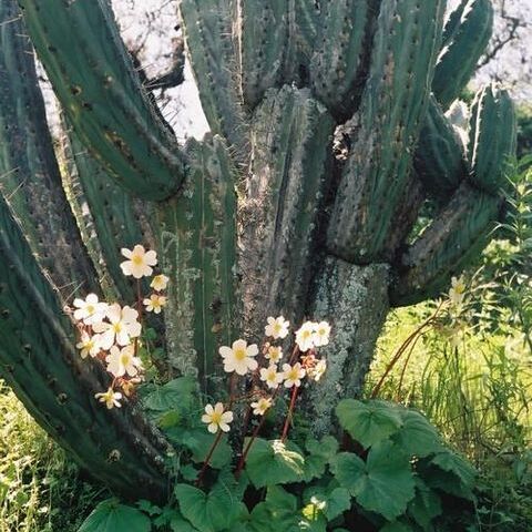 Begonia octopetala l'hér. unspecified picture