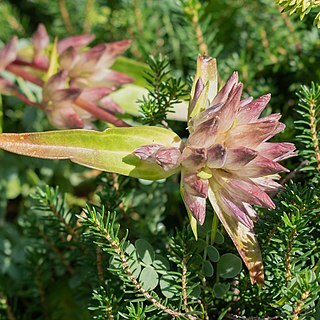 Gentiana vernayi unspecified picture