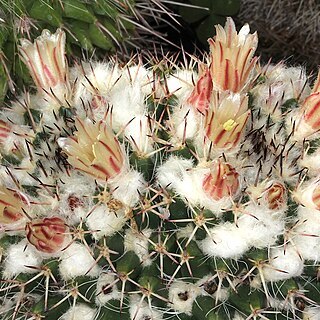 Mammillaria karwinskiana subsp. collinsii unspecified picture