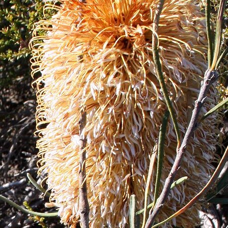 Banksia grossa unspecified picture