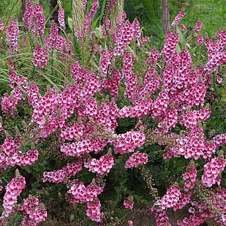 Diascia rigescens unspecified picture