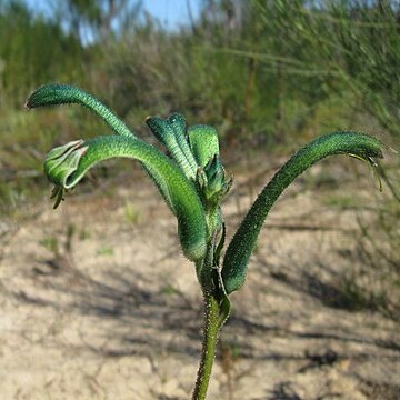 Anigozanthos viridis unspecified picture