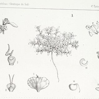 Atriplex myriophylla unspecified picture