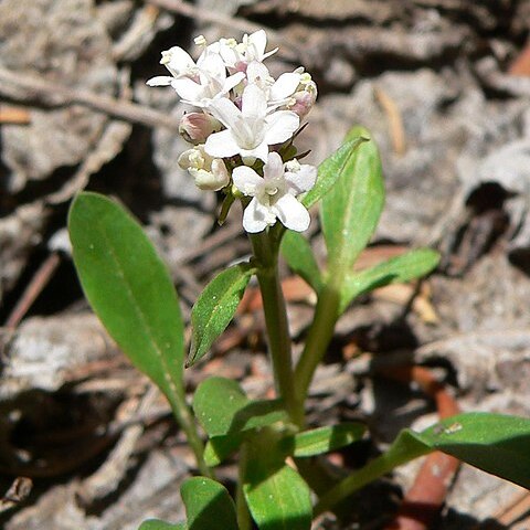 Valeriana acutiloba unspecified picture