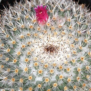 Mammillaria albilanata subsp. oaxacana unspecified picture