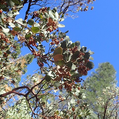 Arctostaphylos viscida subsp. mariposa unspecified picture