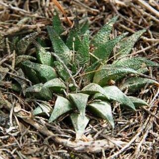 Haworthia parksiana unspecified picture