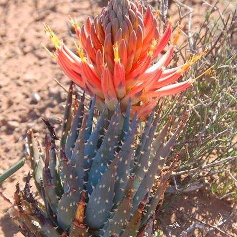 Aloe longistyla unspecified picture