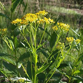 Senecio linearifolius unspecified picture