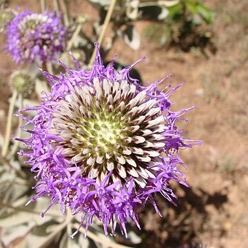 Chresta sphaerocephala unspecified picture