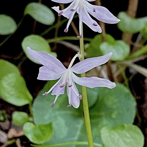 Scilla morrisii unspecified picture