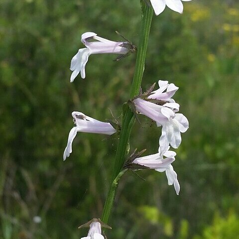 Lobelia floridana unspecified picture