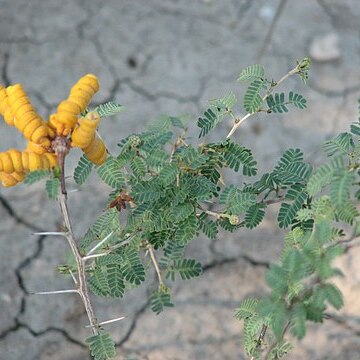 Prosopis reptans unspecified picture