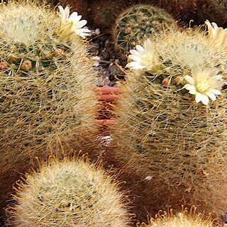 Mammillaria jaliscana subsp. zacatecasensis unspecified picture