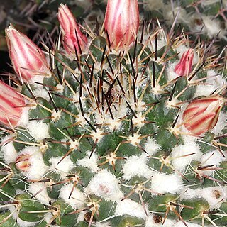 Mammillaria karwinskiana subsp. collinsii unspecified picture