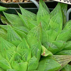 Haworthia turgida var. longibracteata unspecified picture