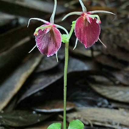 Stigmatodactylus dalagangpalawanicum unspecified picture