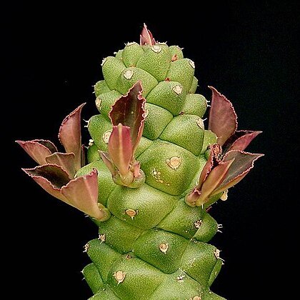 Euphorbia ritchiei subsp. marsabitensis unspecified picture