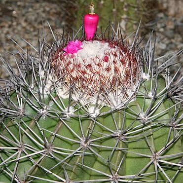 Melocactus smithii unspecified picture