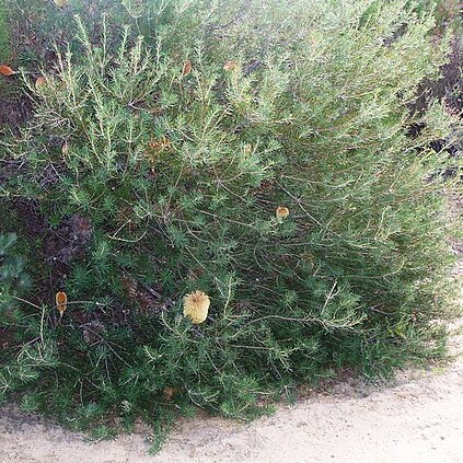 Banksia telmatiaea unspecified picture