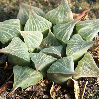 Haworthia pygmaea var. acuminata unspecified picture