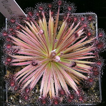 Drosera lanata unspecified picture