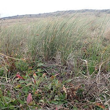 Carex bichenoviana unspecified picture