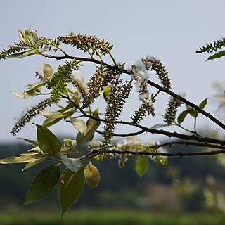 Salix kusanoi unspecified picture