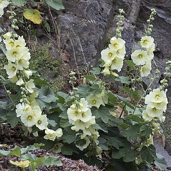 Alcea hohenackeri unspecified picture