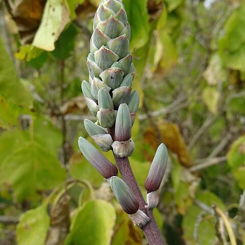 Aloe mossurilensis unspecified picture