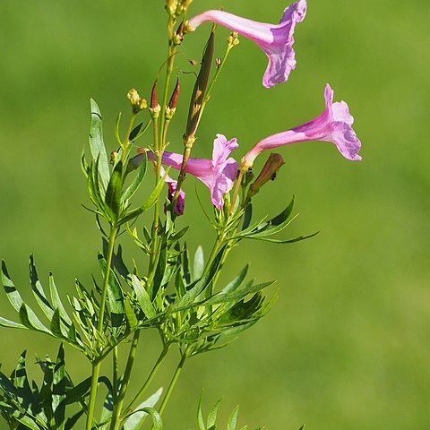 Incarvillea olgae unspecified picture