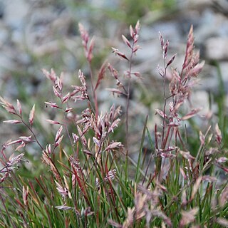 Dupontia fisheri unspecified picture