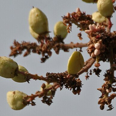 Boswellia serrata unspecified picture