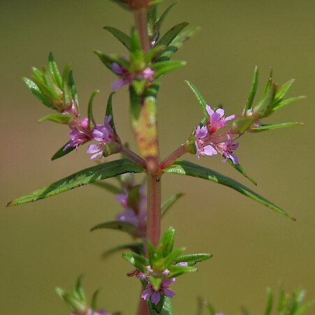 Rotala densiflora unspecified picture