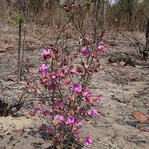 Vigna antunesii unspecified picture