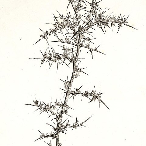 Noaea mucronata unspecified picture