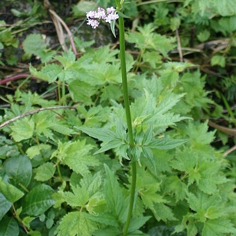 Valeriana fauriei unspecified picture