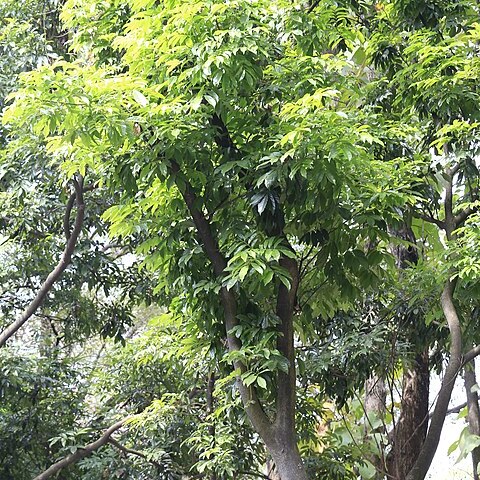 Ormosia pinnata unspecified picture