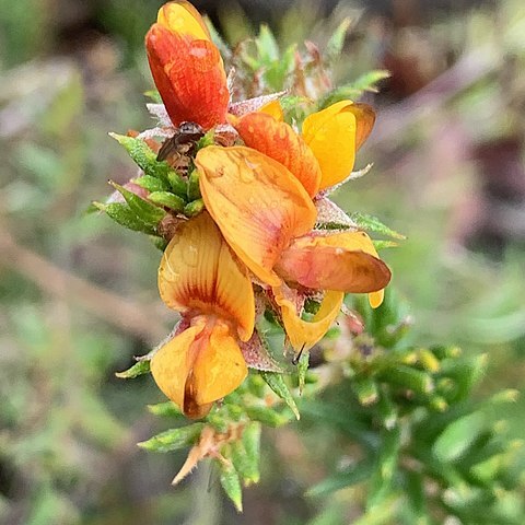 Phyllota squarrosa unspecified picture