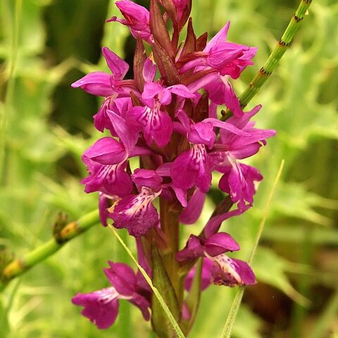 Dactylorhiza cordigera unspecified picture