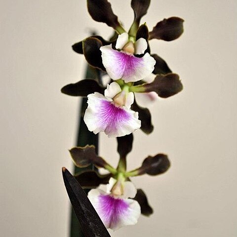 Encyclia randii unspecified picture