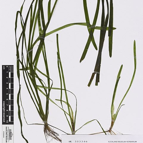 Vallisneria australis unspecified picture