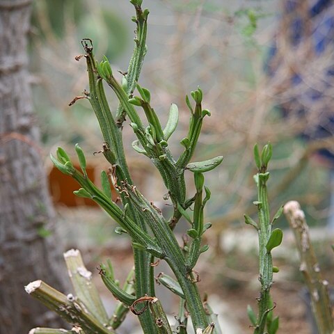 Senecio humbertii unspecified picture