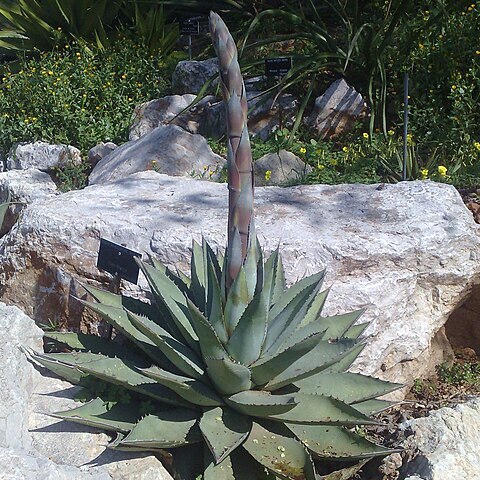 Agave margaritae unspecified picture