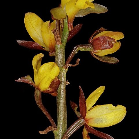 Eulophia hians var. inaequalis unspecified picture