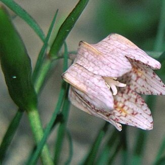 Fritillaria japonica unspecified picture