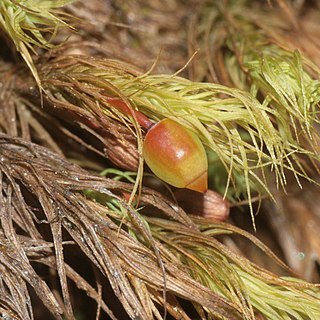 Bartramia halleriana unspecified picture