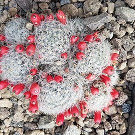 Mammillaria prolifera subsp. haitiensis unspecified picture